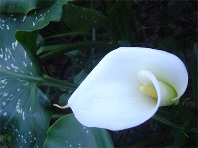 Philosophie Cocoon du massage tantrique
